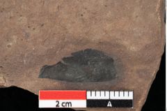 Foto (Detailansicht) von Pinus palaeostrobus Ettingshausen (NHMW-GEO-2024-0188-0199)
